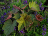 urawka Heuchera x villosa 'Brownies'